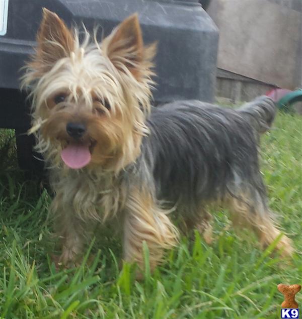 Yorkshire Terrier dog